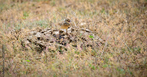 Oriental pipit bird standing on elephant dung at Yala National Park.