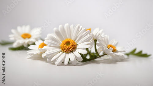 white daisies with yellow centers on a white background