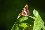 Close up of Lorquin's Admiral butterfly (Limenitis lorquini)