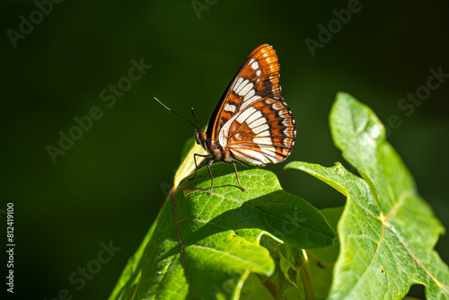 Close up of Lorquin's Admiral butterfly (Limenitis lorquini) photo
