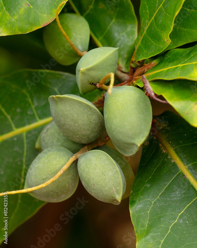 Indian almonds on the tree. Close-up photo