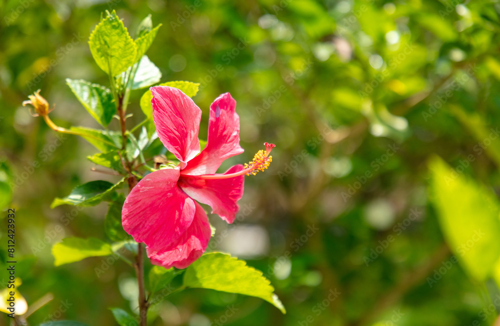 Red flowers on a tree. Nature in the tropics Red flowers on a tree. Nature in the tropics