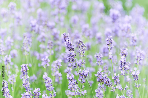 Selective focus on lavender flower. Plant background. Close up. 