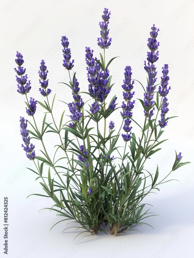 Naklejka premium Aroma of Lavender