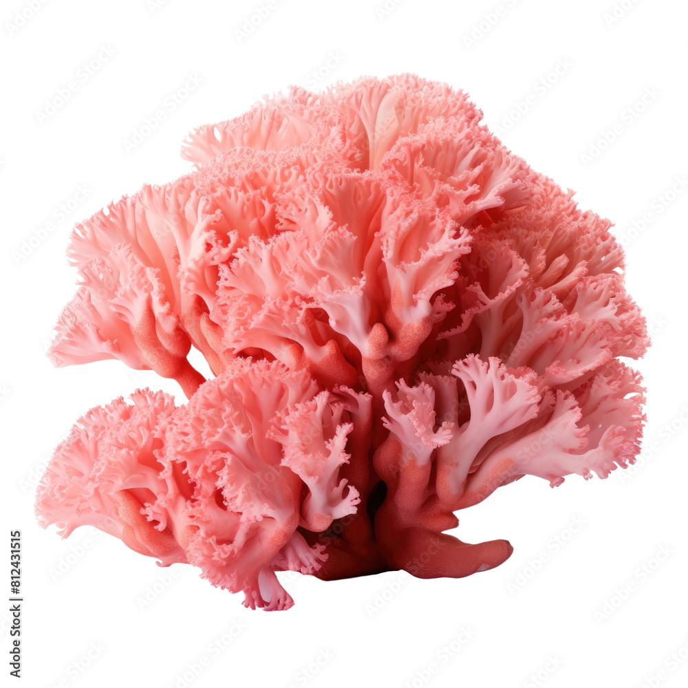 Pink cauliflower coral isolated on black background