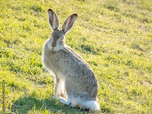 White-tailed jackrabbit Animal or the prairie hare and the white jack looking to the camera, is a species of hare found in western North America.