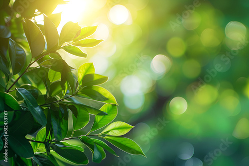 Close up of nature view green leaf on blurred greenery background under sunlight with bokeh and copy space using as background natural plants landscape  ecology wallpaper or cover