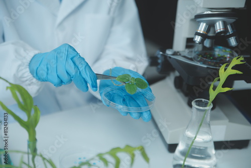 Scientist cutting plant tissue culture in petri dish, performing laboratory experiments. Small plant testing. Asparagus and other tropical plant. Thailand. Soft light, close-up.