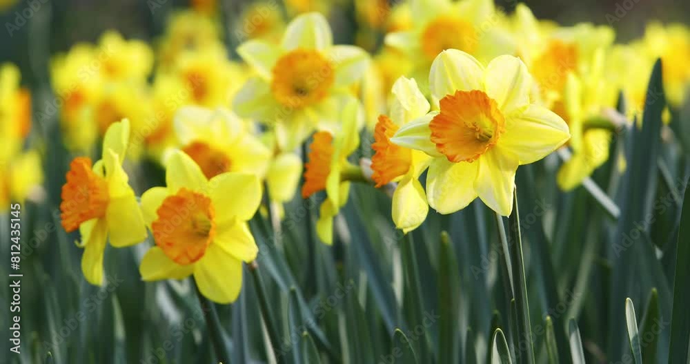 Yellow daffodils blooming in the park sway in the wind. Yellow daffodils blooming in the park sway in the wind.