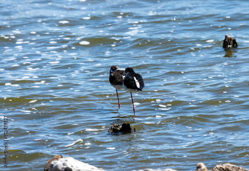 The Black-winged stilt strikes a pose of serene elegance as it stands gracefully on one leg, the other tucked snugly beneath its slender body. Its plumage contrasts beautifully against the backdrop.