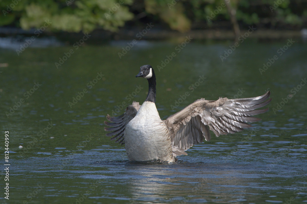 Fototapeta premium Canada Goose