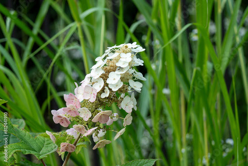 Iina Park Kawaguchi, Akayama Historical Nature Park photo