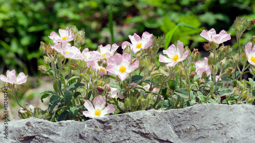 (Cistus x lenis) Pink Rock bush 'Grayswood Pink' above a rocky embankment with a magnificent pink flowering ground cover in spring
 photo