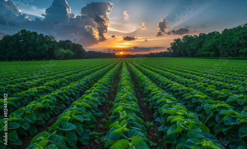 Field of tobacco plants photo