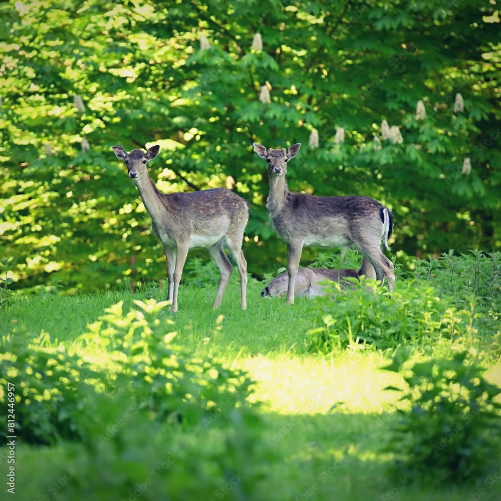 Beautiful animals in a wild nature. Fallow deer (Dama dama) Colorful natural background. Forest in Czechia. Beautiful animals in a wild nature. Fallow deer (Dama dama) Colorful natural background. Forest in Czechia.
