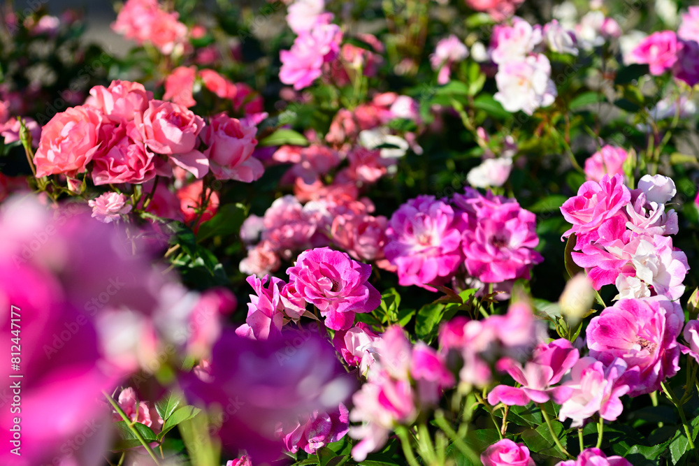 薔薇のある風景 薔薇のある風景