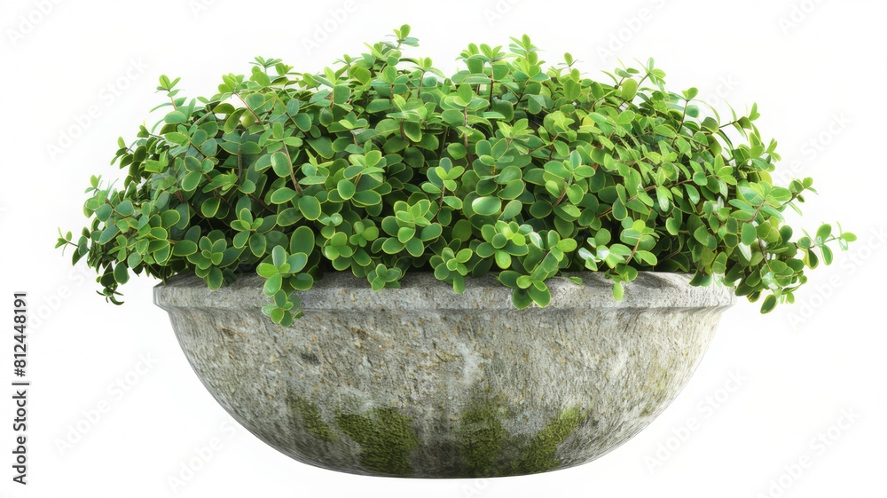 Fototapeta premium Green plant in a pot