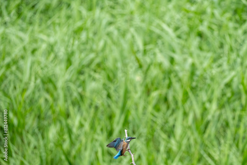 Iina Park Kawaguchi, Akayama Historical Nature Park photo