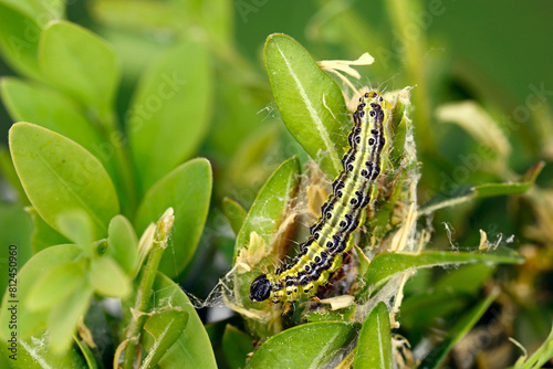 Caterpillar of Box tree moth, cydalima perspectalis, on Boxwood, Buxus sempervirens, close-up of a destroyed boxwood branch with green caterpillar