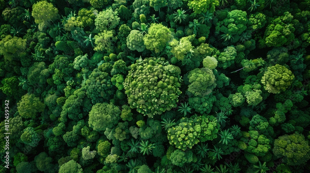 An aerial perspective reveals a lush forest of trees shaped like a globe specifically highlighting the Asia Pacific region This stunning view encapsulates vital themes of environmental awar