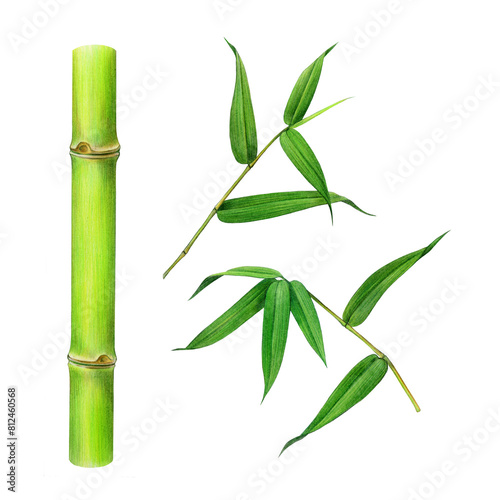 Bamboo plant stem and leaf set. Watercolor illustration. Hand painted cane green leaves with branch. Bamboo branch, green leaves painted collection element. Isolated on white background