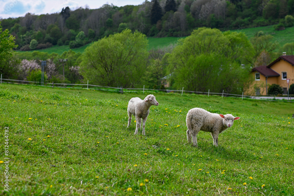 Obraz premium little lambs graze on a green meadow