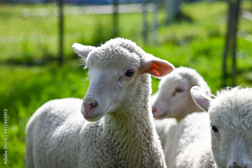 Fototapeta premium portrait of a small white lamb.