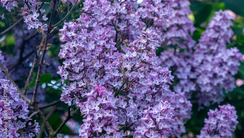 A bunch of purple flowers with a few green leaves