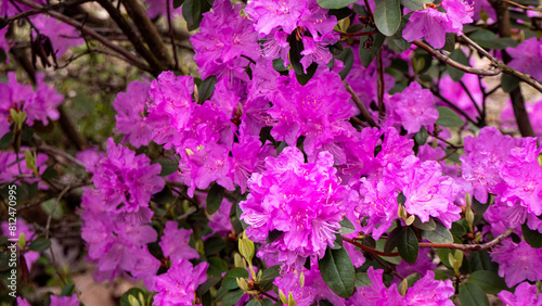 A bunch rhododendron of purple flowers with yellow centers