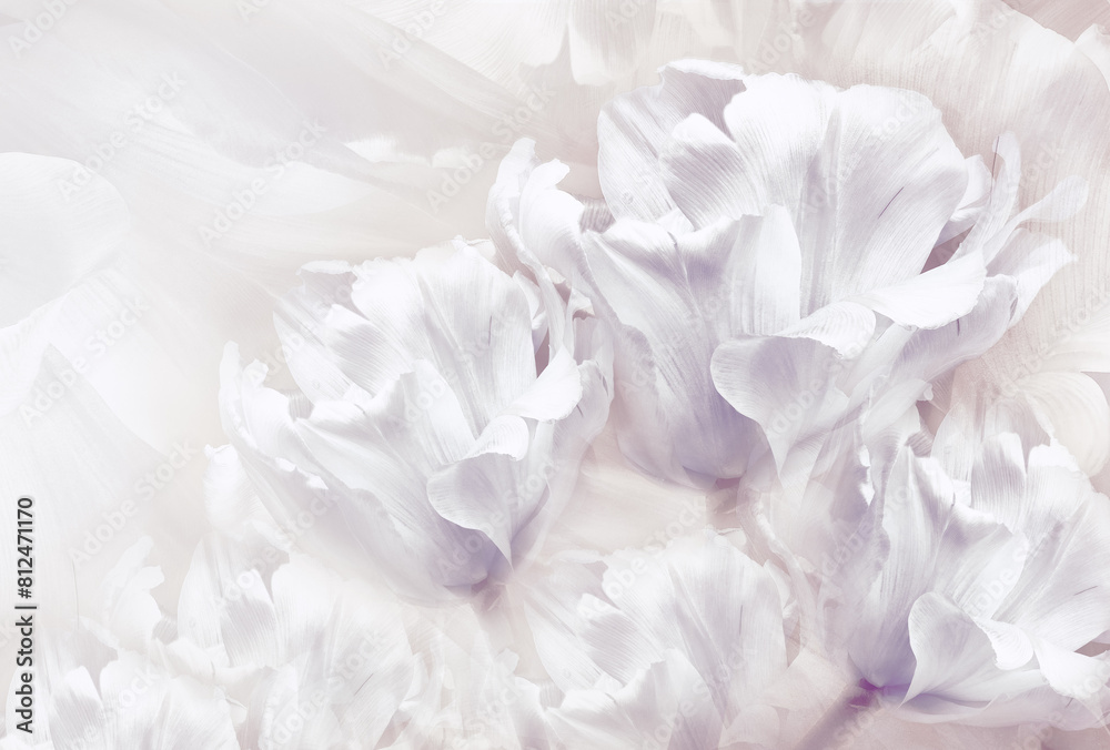 Tulips flowers on white background. Floral spring background. Close-up. Nature. Tulips flowers on white background. Floral spring background. Close-up. Nature.