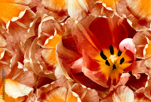 Tulip flower orange.  Floral spring background.  Close-up. Nature.