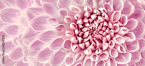 Dahlia flower. Floral pink background.  Macro.   Nature.