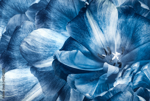 Tulips flowers  blue..  Floral background.  Close-up. Nature.