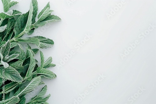 Mint Leaves placed on a clean White Surface