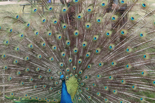 close up of peacock