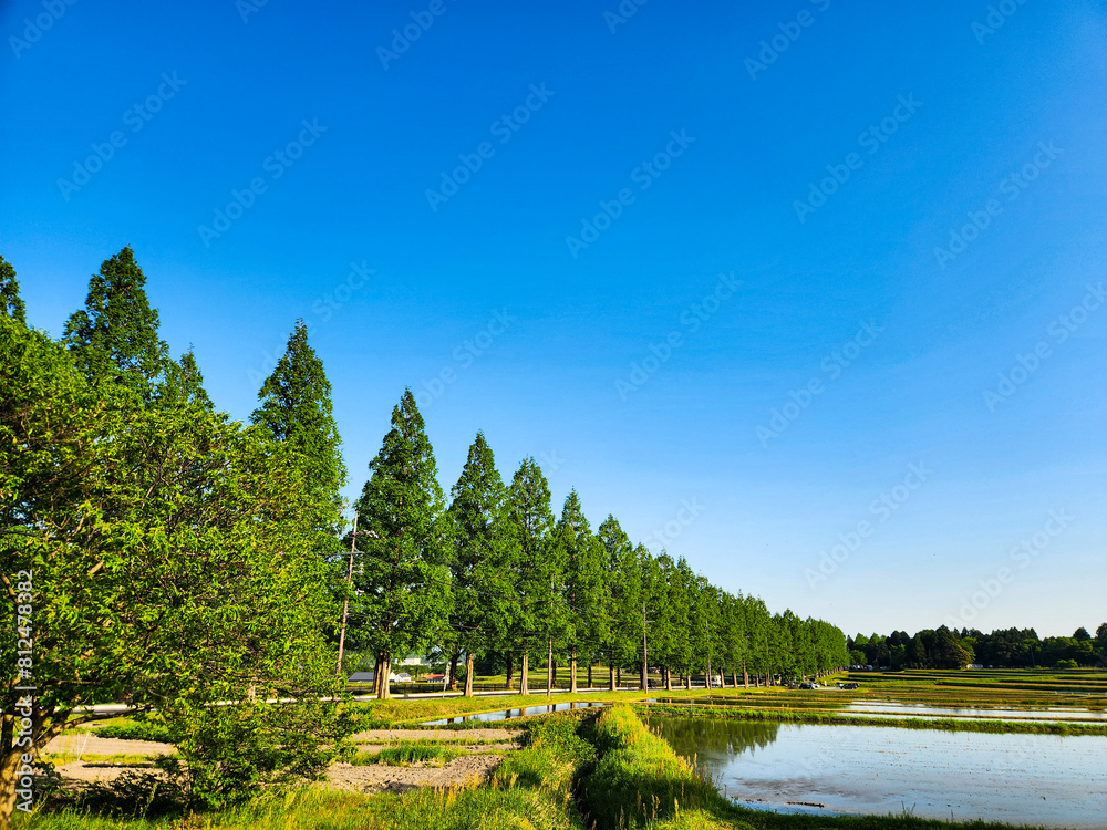 Fototapeta premium 滋賀県にあるメタセコイア並木道
