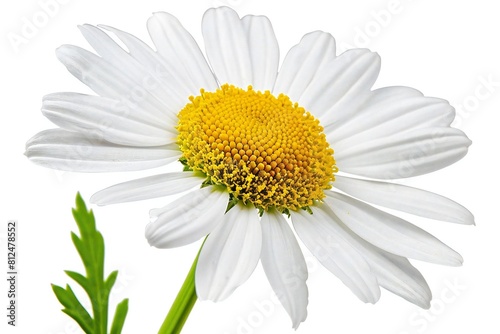 Delicate Daisy Flower with Transparent Background Cut-Out