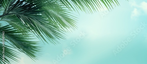 A trendy green and turquoise holiday background featuring palm leaves and branches with a textured copy space image against a mint colored sky evoking the summer and travel concept © HN Works