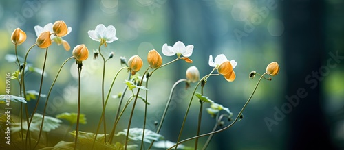 The brier flowers stand out against a blurry background leaving ample room for any additional images or text
