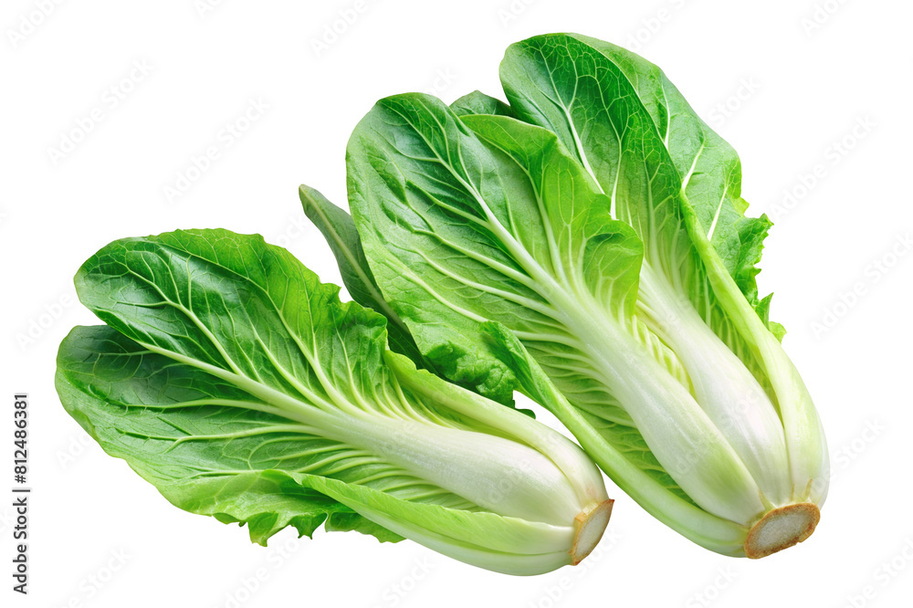 Bunch of fresh green lettuce leaves isolated on transparent background, a crisp and healthy ingredient for salads Bunch of fresh green lettuce leaves isolated on transparent background, a crisp and healthy ingredient for salads