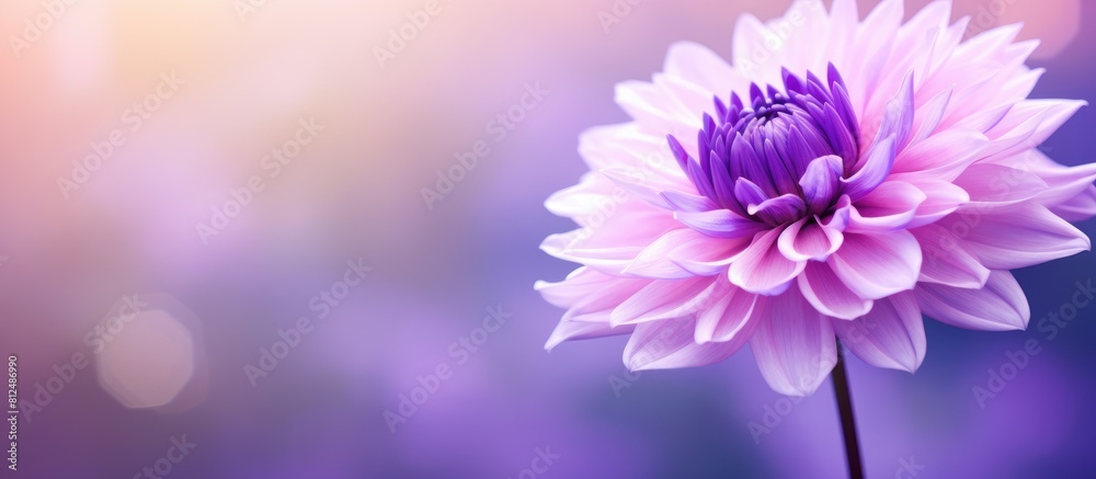 Obraz premium A close up image of a purple flower with a blurred background provides ample copy space for text or other elements