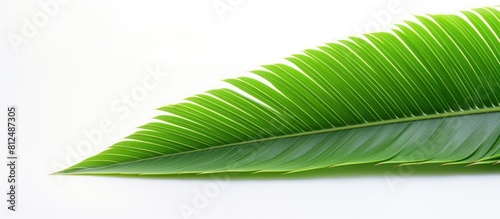 A close up image of a vibrant green leaf from a Coconut palm tree stands alone against a white background creating a copy space image