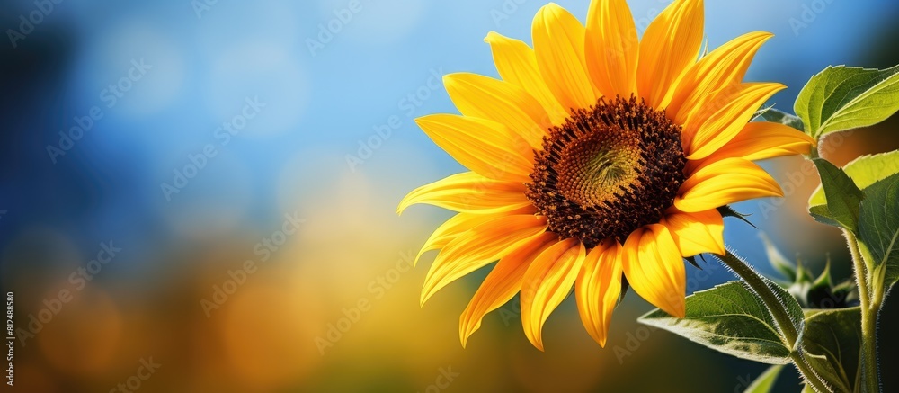 Obraz premium A sunflower vibrant with colors blossoms gracefully in a serene garden with ample copy space for beautiful images