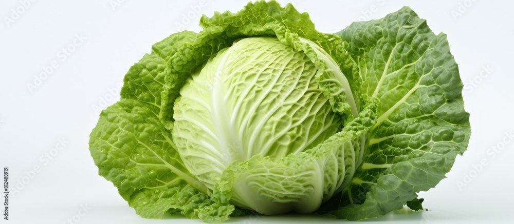 Fototapeta premium Copy space image of white background with fresh cabbage