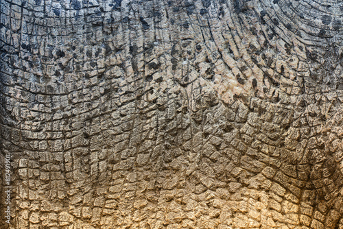 Dinosaur animal skin texture for background.