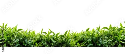 A frame of freshly picked green tea leaves from an organic tea plantation surrounded by fresh green foliage isolated on a white background with copy space