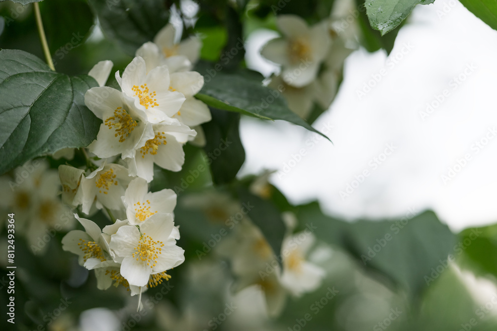 blooming jasmine flowers closeup on a summer day after the rain blooming jasmine flowers closeup on a summer day after the rain