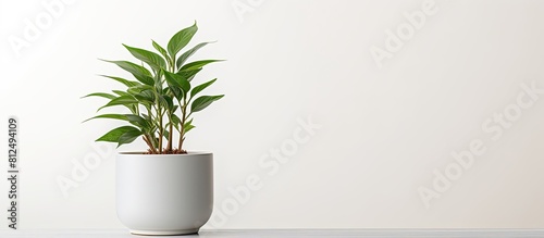 A high quality photo of a naturally green plant and white Fejka flowerpot isolated on a white background providing ample copy space image