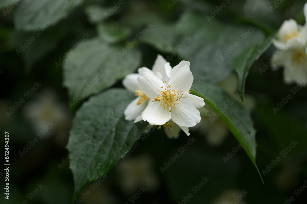 blooming jasmine flowers closeup on a summer day after the rain