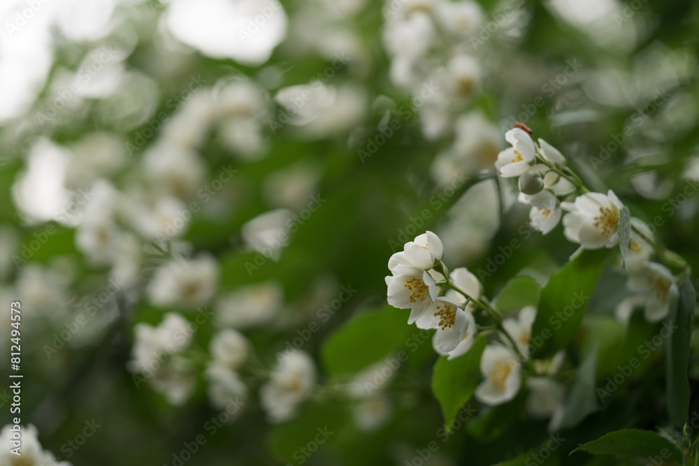 blooming jasmine flowers closeup on a summer day after the rain blooming jasmine flowers closeup on a summer day after the rain